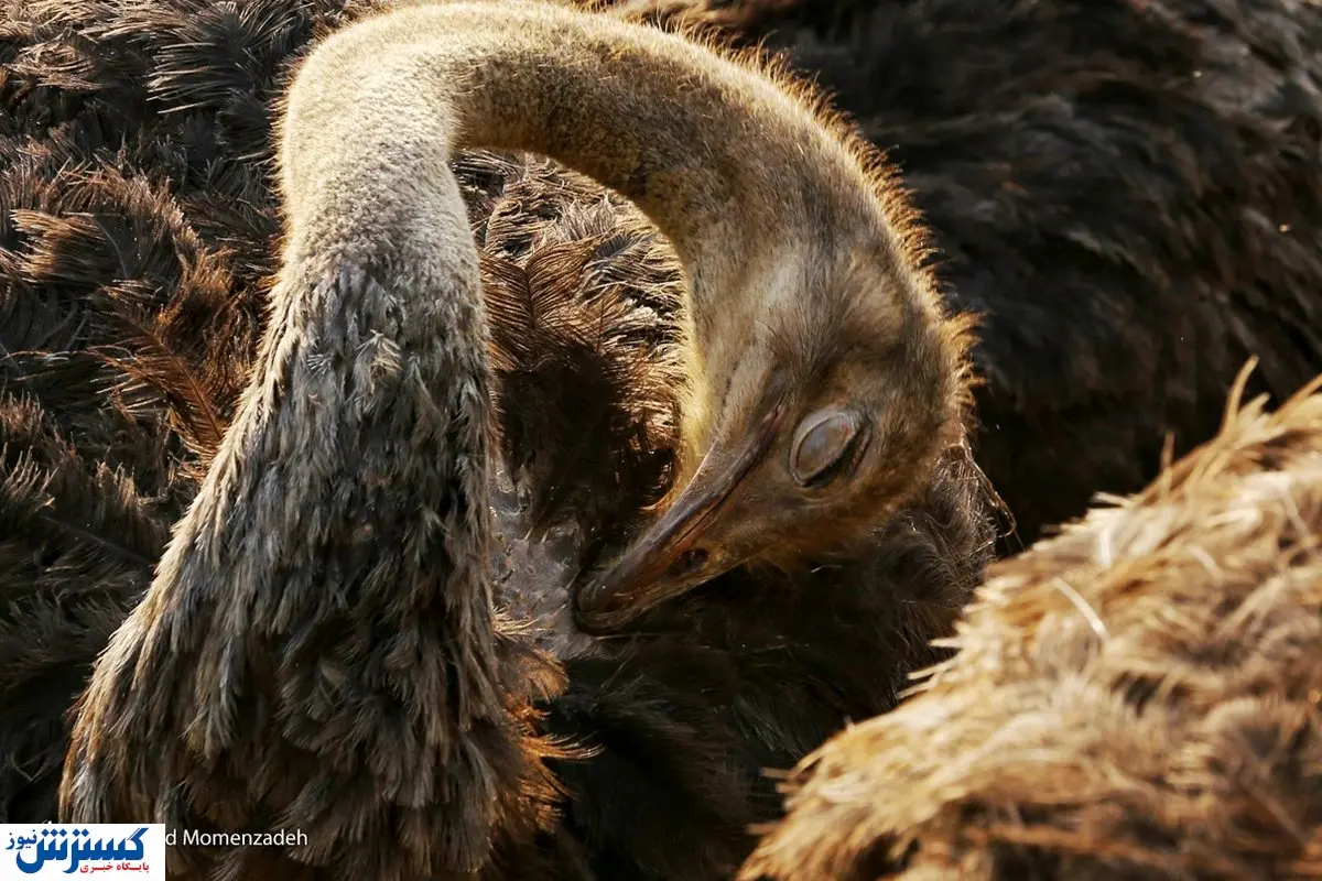 تصاویر/ تجارت پولساز در بیابان