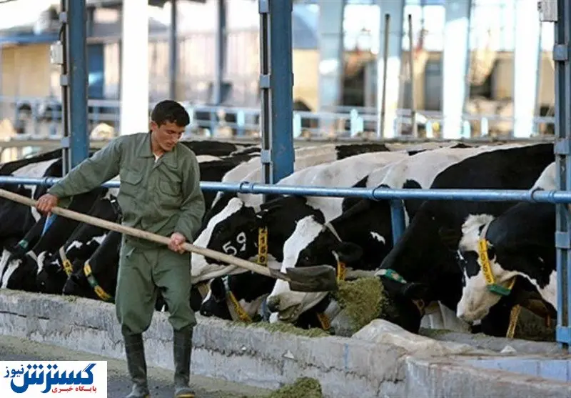 افزایش شدید قیمت خوراک دام در بازارهای جهانی