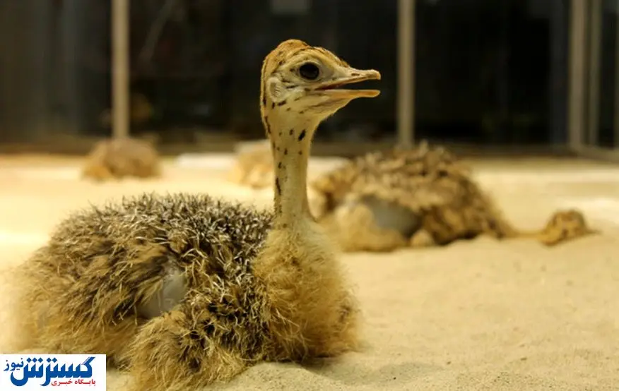 دروغ بزرگ فروشندگان درباره جوجه کشی شترمرغ