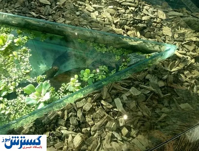 حضور قانونی تمساح در مرکز خرید تهران