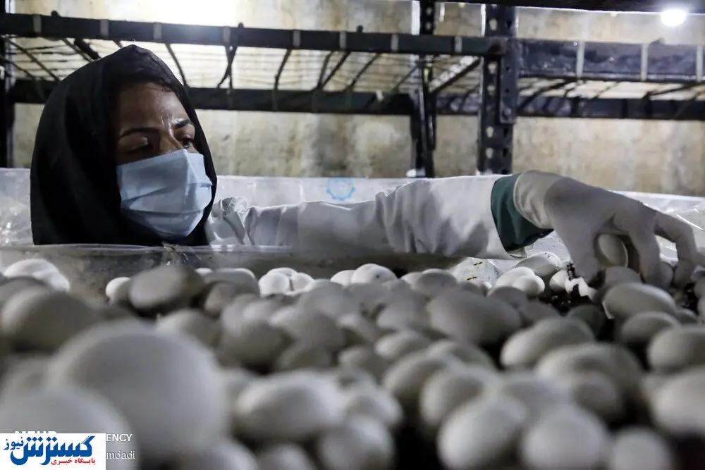 تصاویر/ پرورش قارچ دکمه‌ای، تجارتی پرسود