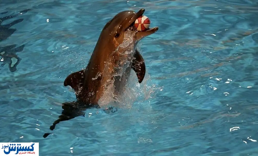 دلفیناریوم برج میلاد برای همیشه تعطیل شد