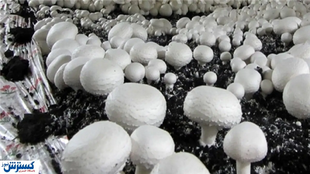 قارچ خورها بخوانند