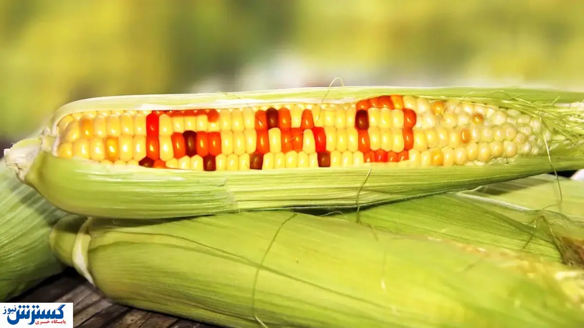 چراغ سبز چینی ها به محصول مورددار