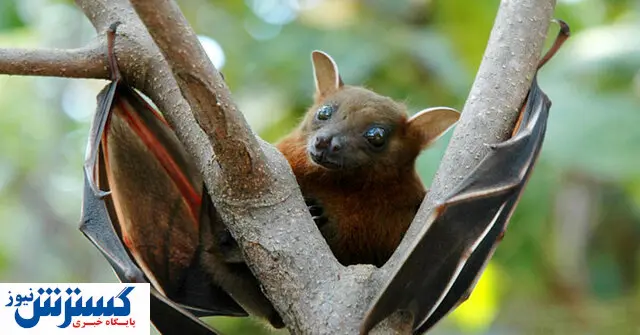خفاشها باز دردسرساز شدند / کشف ویروس جدید!