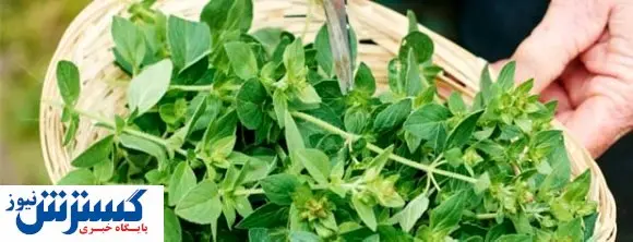 گیاهان مفید برای کنترل فشار خون بالا