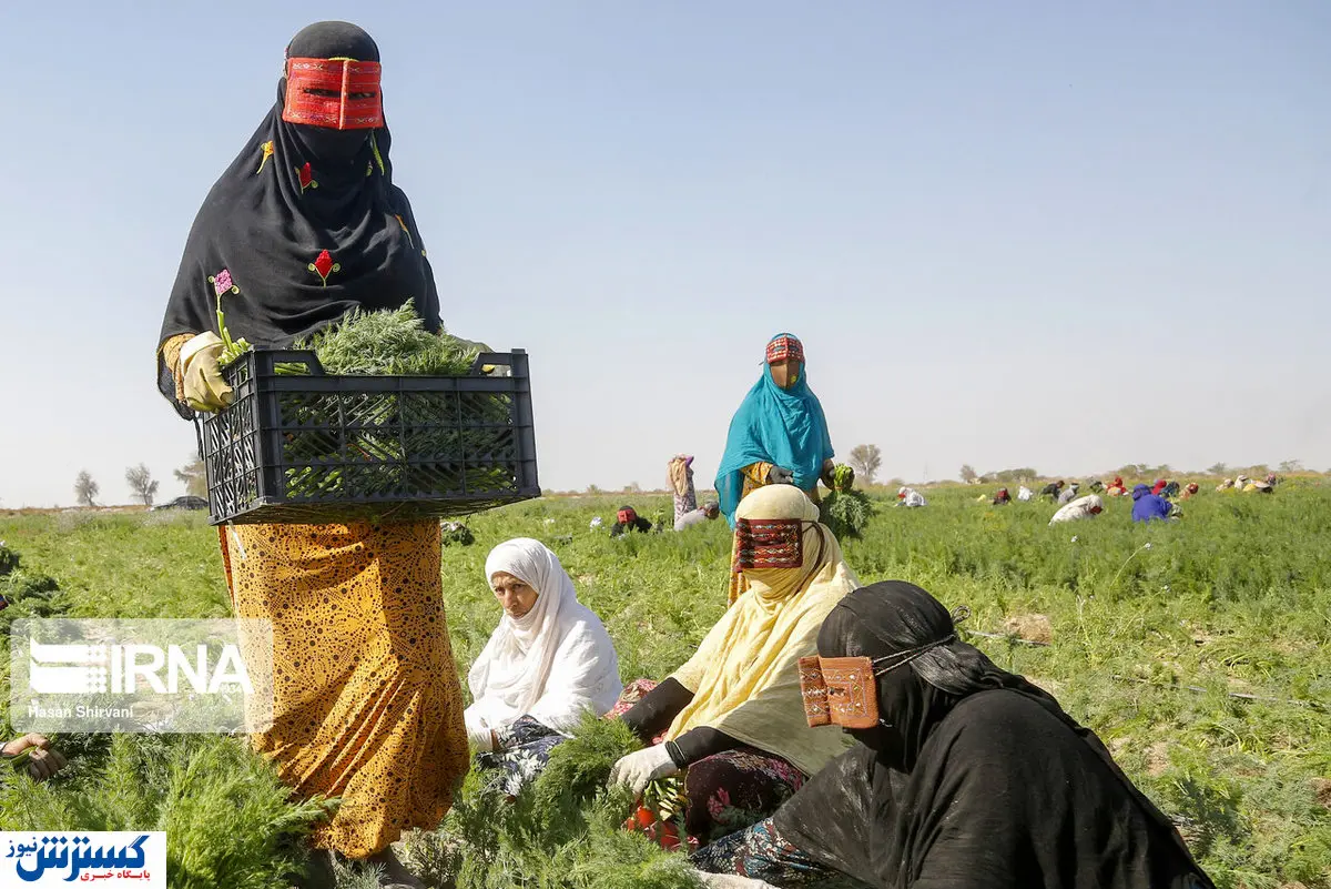تصاویر/ زنان مزرعه و محصولاتی که صادر میشوند