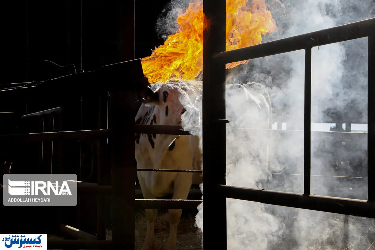 تصاویر/ از گاوداری مکانیزه چه می دانیم؟