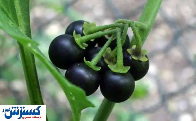 تسکین درد و کاهش تب با کمک این گیاه