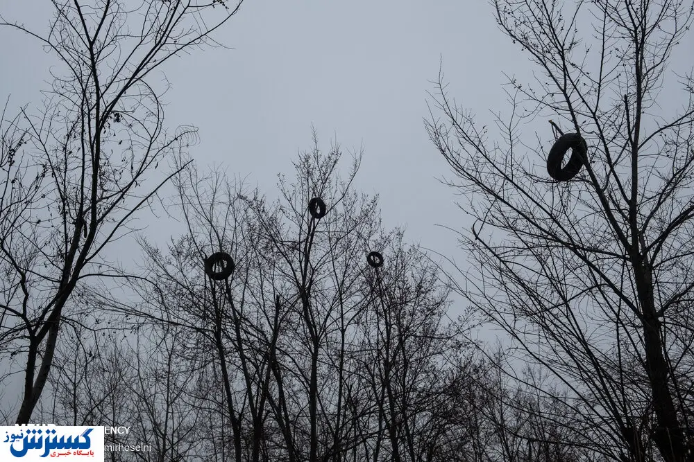 تصاویر/ داستان لاستیک های سر درخت چه بود!