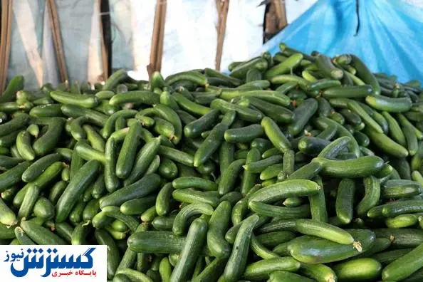 بیت کوین خیار را گران کرد!