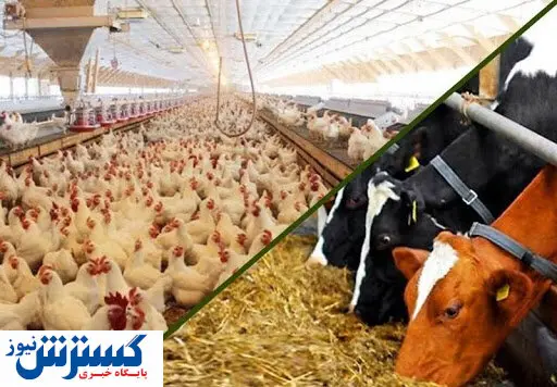 قیمت نهاده های دامی و محصولات کشاورزی در بازار (۹۹/۱۱/۲۱) + جدول