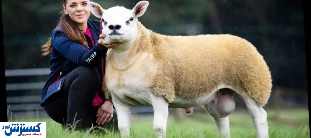 گوسفندی با ۳۵ کیلوگرم پشم! + فیلم
