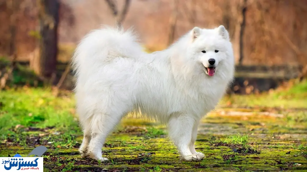 گران ترین نژاد سگ در جهان معرفی شد+ عکس