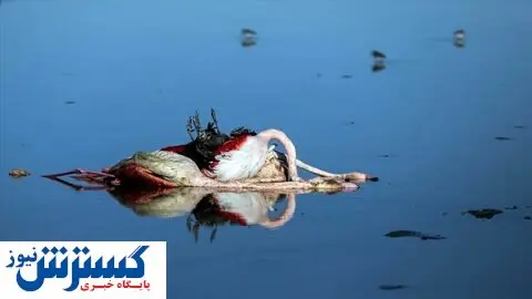 مرگ ۶ هزار مهمان ناخوانده در تالاب میانکاله