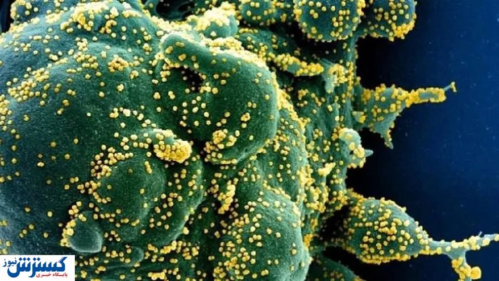 امیدواری محققان برای درمان کرونا