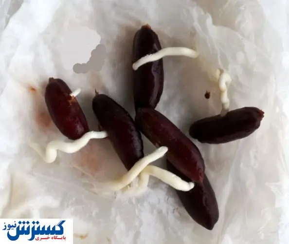 چگونه با هسته خرما سبزه عید بکاریم؟