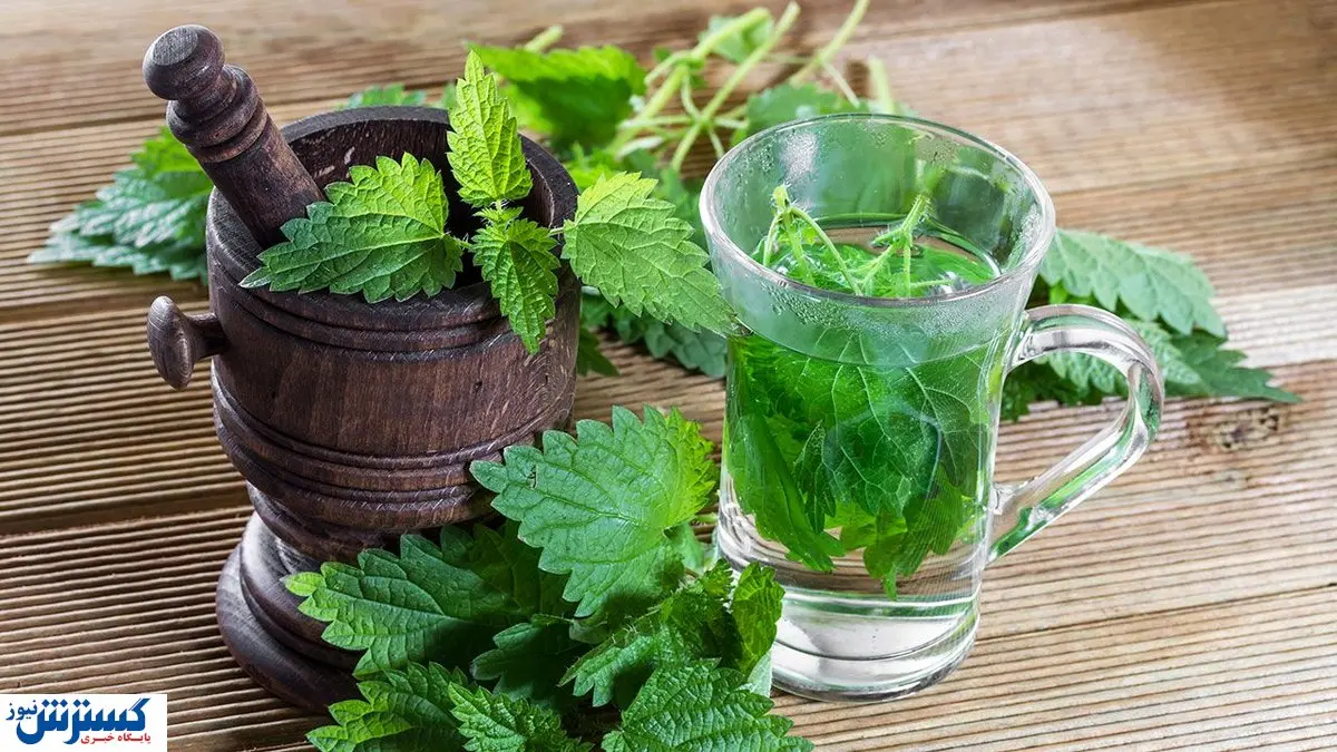 مصرف نعنا کلید درمان این بیماریها