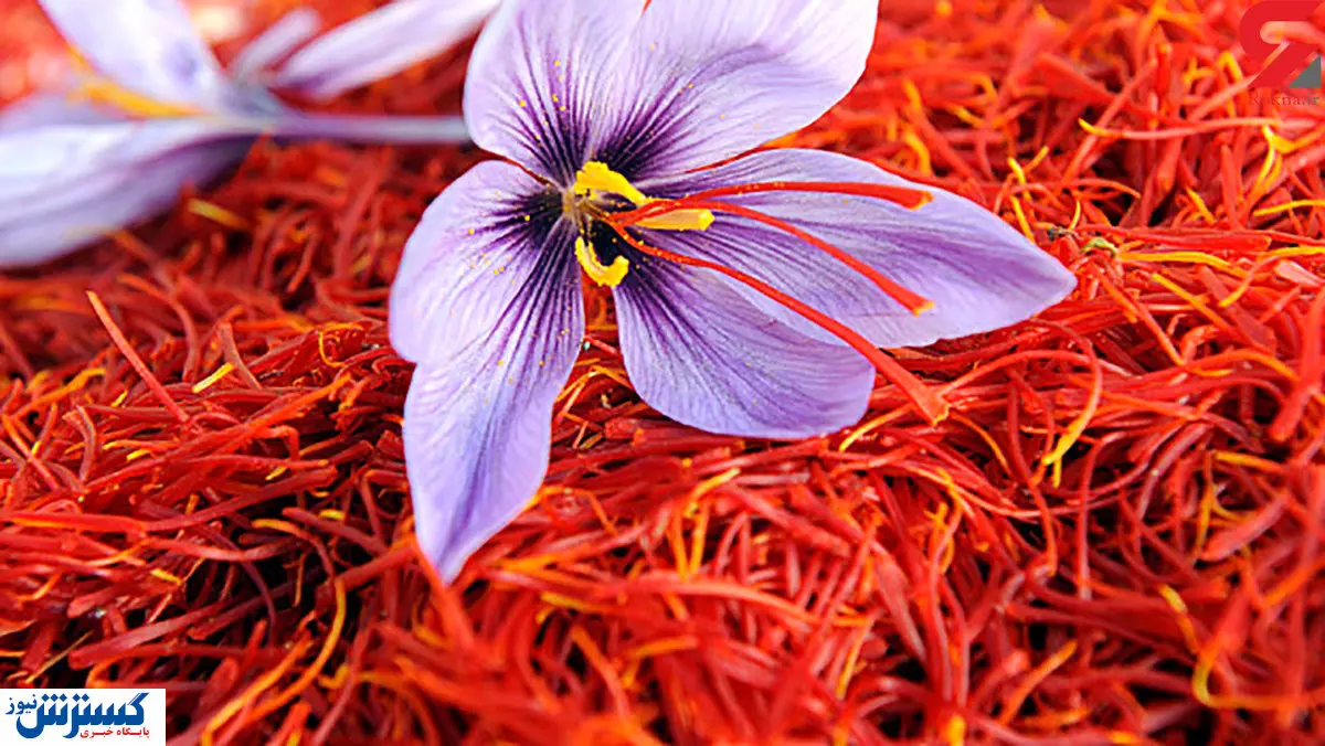 بازی جدید وارداتچی ها / واردات پرسود از طریق صادرات زعفران!