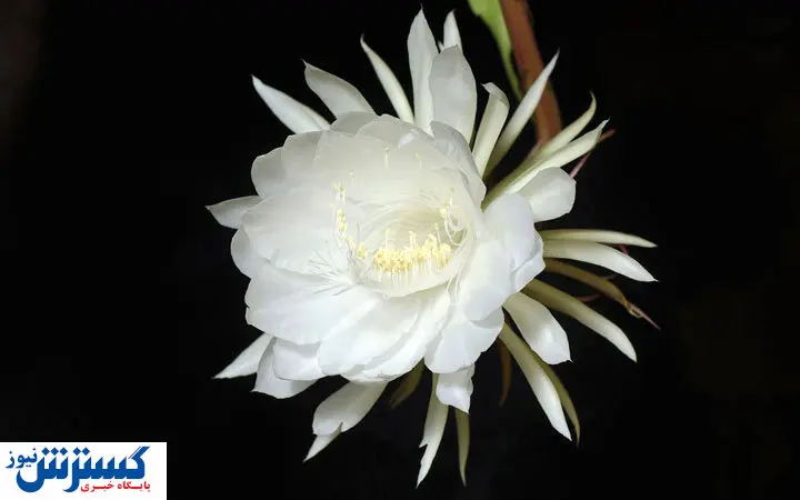 یک شاخه گل هم قیمت خودرو استون مارتین + عکس