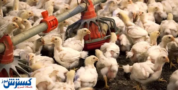 عمان واردات پرنده زنده از ایران را ممنوع کرد