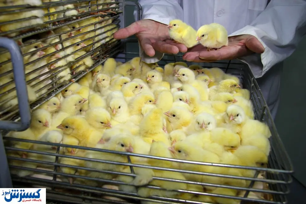 عجله ای که کار دست مرغداران میدهد