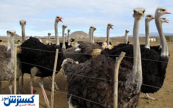 خساستی که پرورشدهندگان شترمرغ را ورشکسته میکند