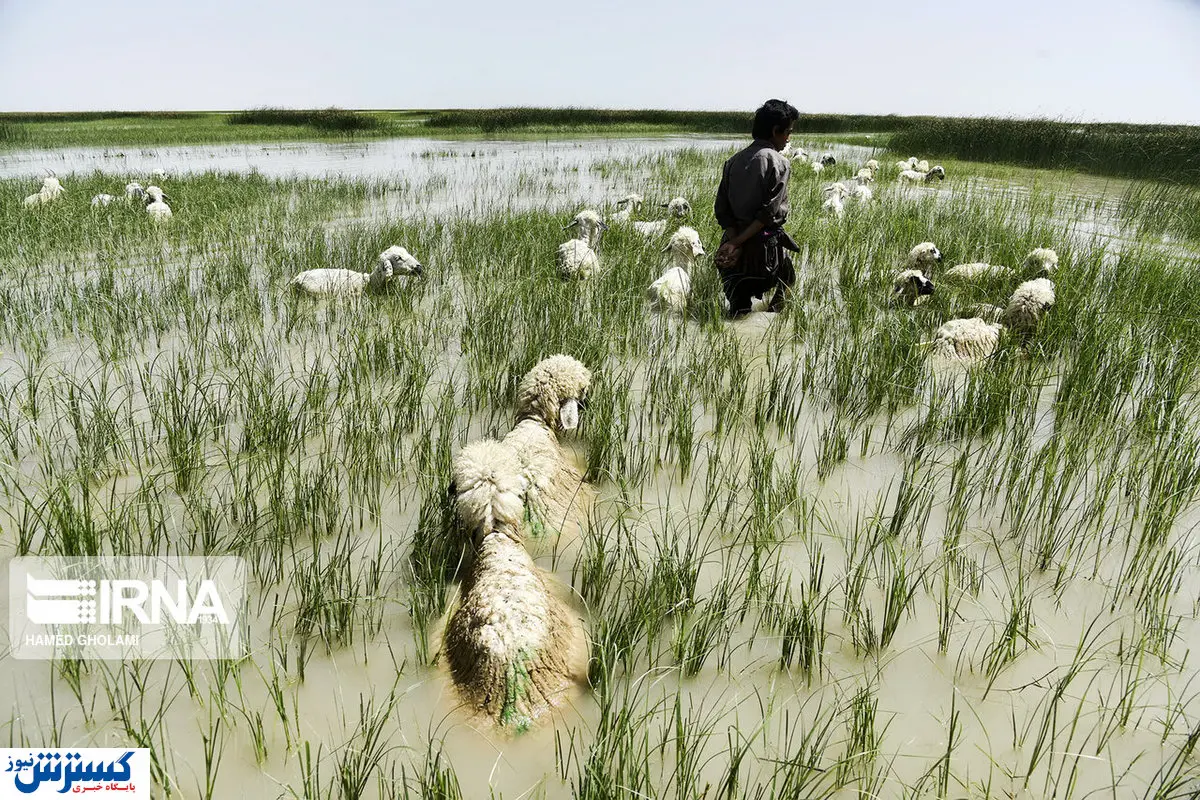 تصاویر/ وضعیت این روزهای دریاچه هامون