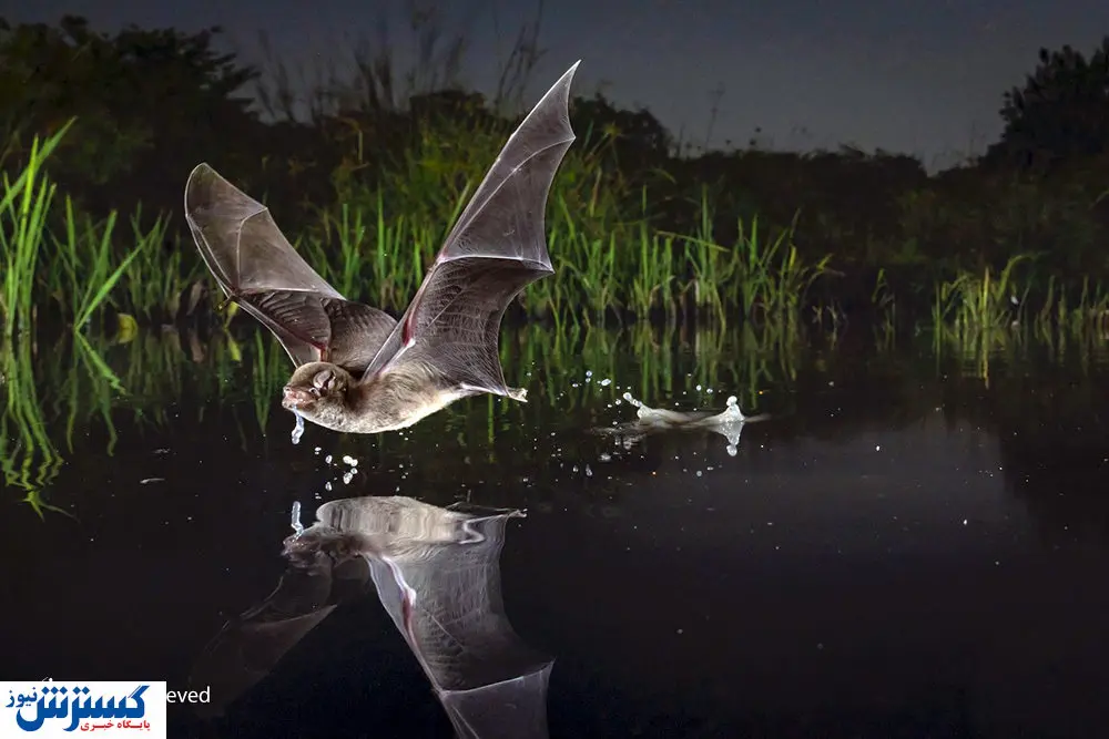 تصاویر/ منتخبان مسابقه عکاسی بیگ پیکچر ۲۰۲۰