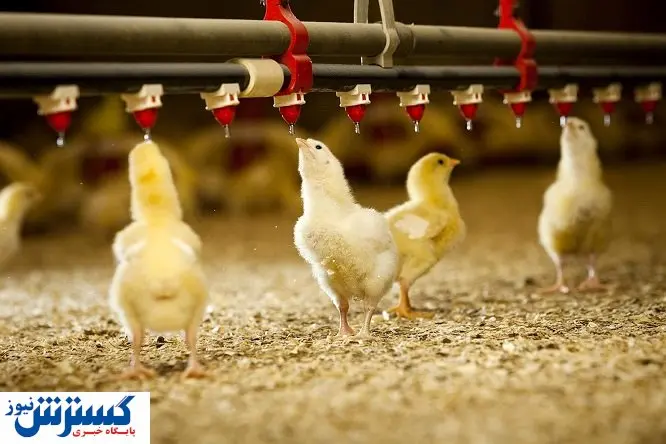 دلیل اصلی جوجهکشی