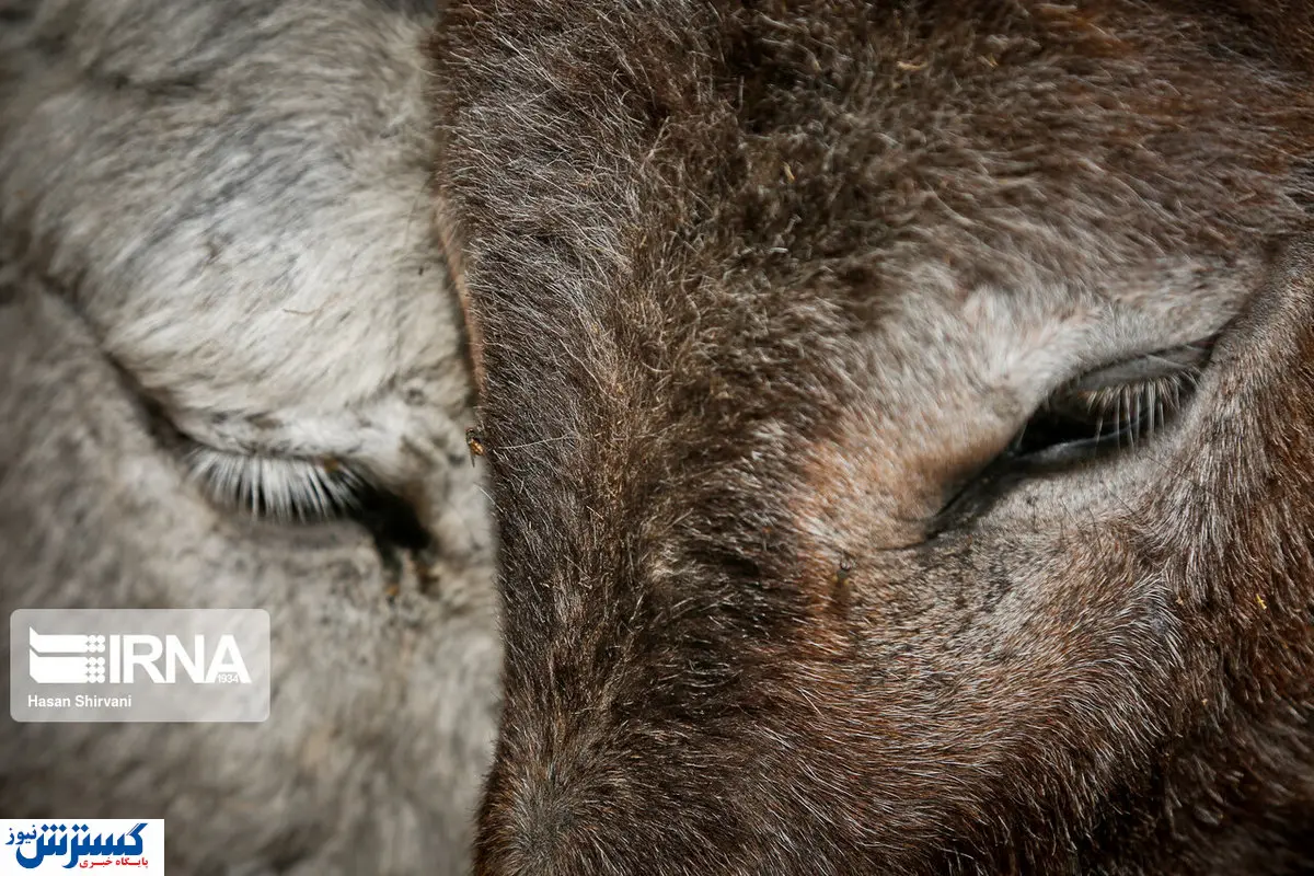 تصاویر/ نانی که در پرورش الاغ هست