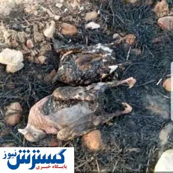 تصاویر/ حیوانات زاگرس در آتش سوختند