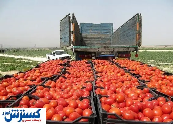 خبر خوبی که دیر به گوجه‌کاران رسید