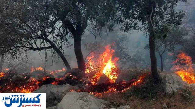 کلاهبرداری با عنوان جمع‌آوری کمک‌های نقدی برای احیای جنگل خائیز