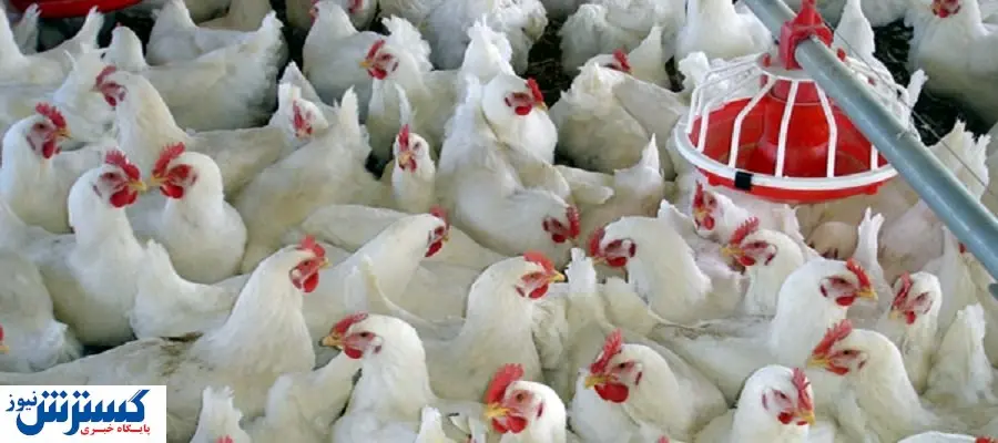 افزایش ۴۰ درصدی تولید مرغ و تخم مرغ