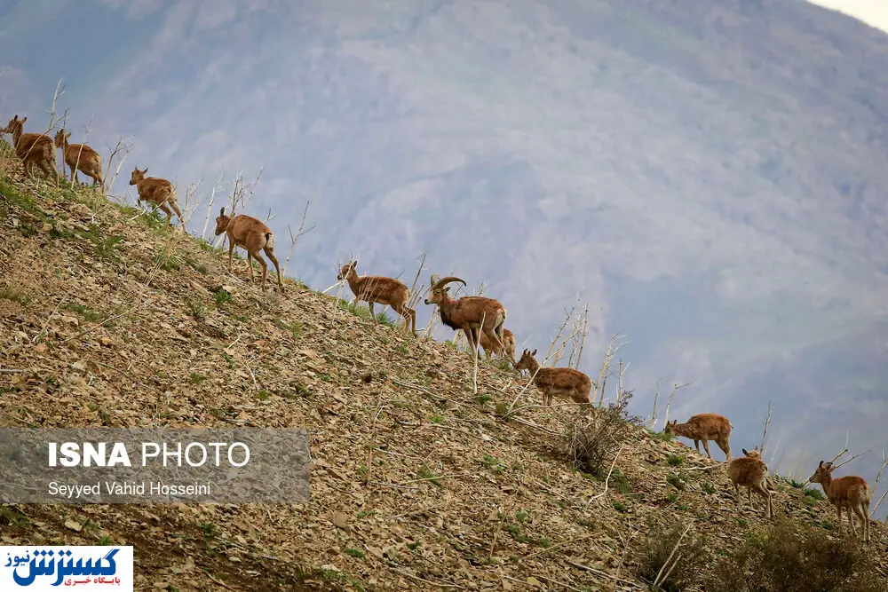 تصاویر/ روایت تصویری از یک شکارگاه سلطنتی