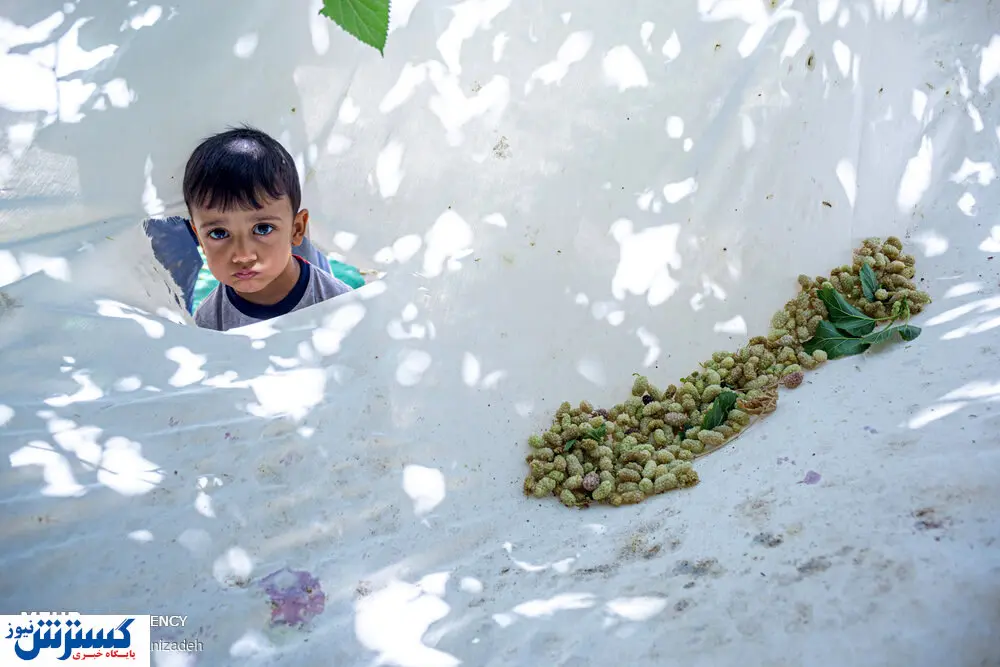 تصاویر/ مراسم توت تَگ کُنی در یزد