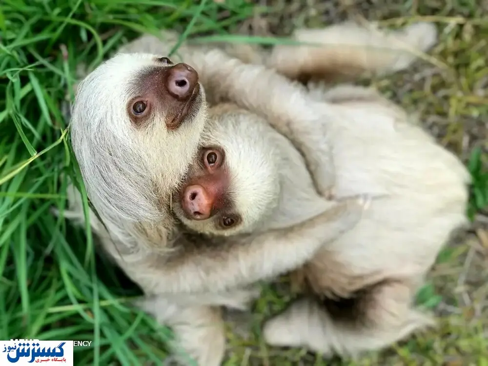 تصاویر/ منتخب حیات وحش در هفته‌ای که گذشت