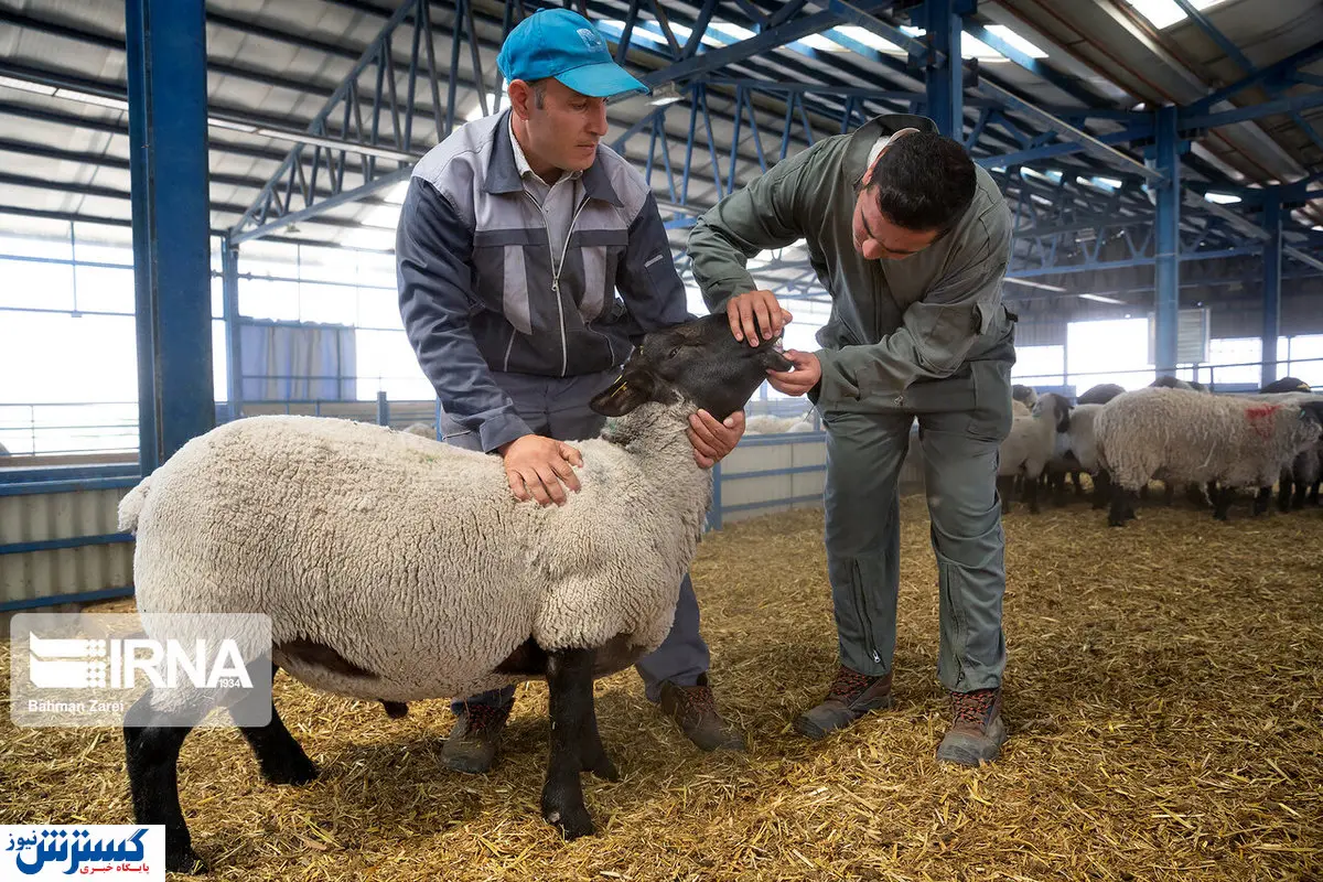 تصاویر/ کرمانشاه میزبان دام‌های وارداتی