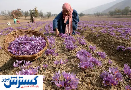 کاهش چشمگیر قیمت زعفران در بازار