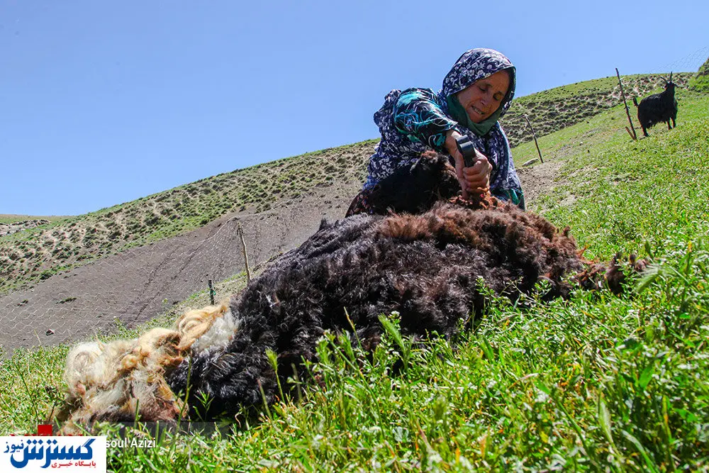 تصاویر/ پشم‌چینی بهاره گوسفندان در کلات