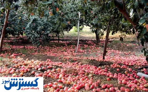 شادلو: مشکلی برای تولید محصولات باغی نداریم