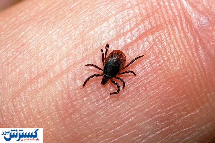 ابتلای دو نفر در مازندران به تب کریمه کنگو