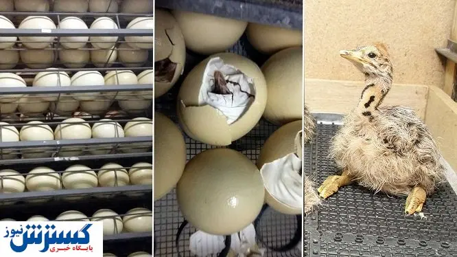 سود جوجه‌کشی از شترمرغ چقدر است؟ + بایدها و نبایدها