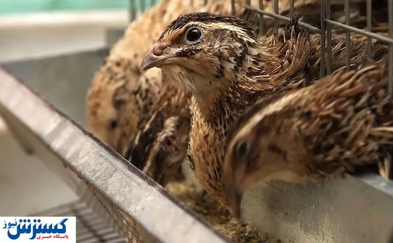 علت تناقض گویی پرورش دهندگان طیور درباره سود