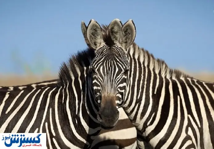 عکسی از دو گورخر که در شبکه های اجتماعی سروصدا کرده است!