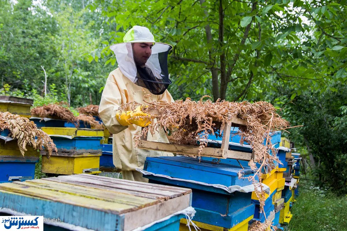 تصاویر/ کسب و کار شیرین زنبورداری