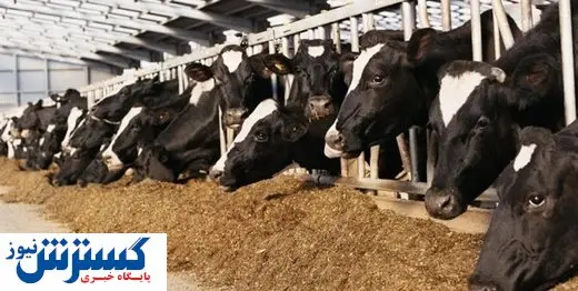 نهاده های دامی با قیمت مصوب به دامداران نمی رسد