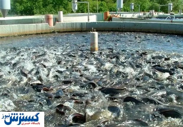 آخرین آمار از صادرات ماهی و آبزیان