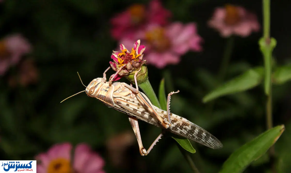 آفریقایی ها در معرض قحطی ناشی از هجوم ملخ